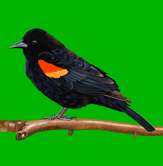 Red-winged Blackbird Card
